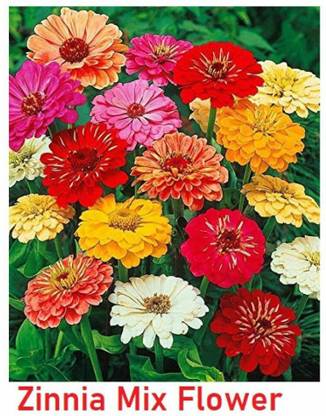 SILTON Zinnia Double Mix Flower Seed