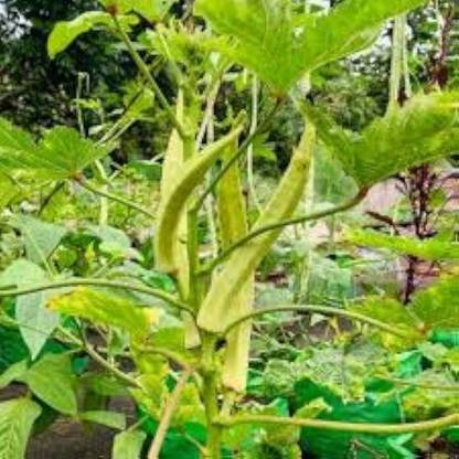 ibains Desi bhindi seeds Seed