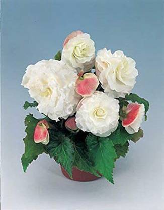 VibeX GBPUT-78 - Begonia Apple Blossom Annual - (30 Seeds) Seed