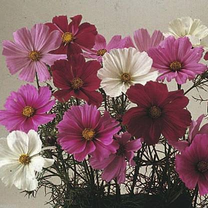 CYBEXIS KGF -71 - Cosmos Flowers (Cosmos Dwarf Sensation Mix ) - (30 Seeds) Seed