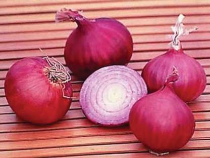 WILLVINE VMR -V Vengayam Seeds - Onion Red Seeds [50g] Seed