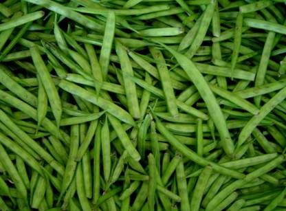 CEZIUS CLUSTER BEANS/GUAR KI FALI/GAWAR KI FALI Gavar Fali/Cluster Beans Seed