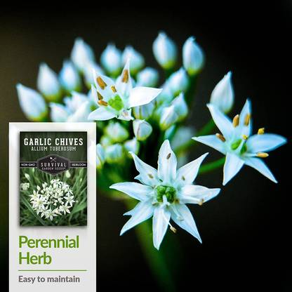 VibeX NBIR-25 - Chinese Garlic Chives - (2250 Seeds) Seed