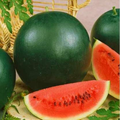 TRICONE HAPPY FAMILY, Hybrid F1 ( Ice Box ), Watermelon Seed 800SD DD47 Seed