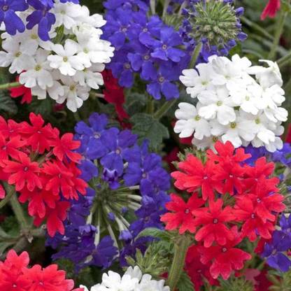 BDSresolve superbena verbena seeds pack of 28 Seed