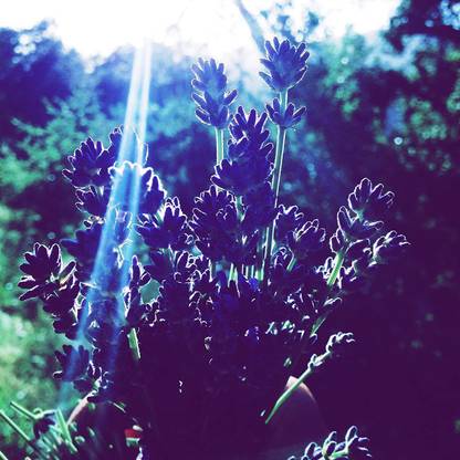 VibeX PAU-28 - Vera English Lavender - (750 Seeds) Seed