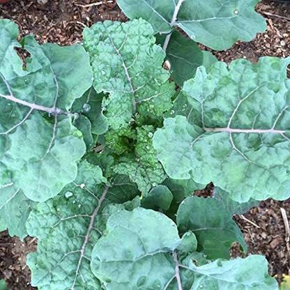CYBEXIS Rainbow Lacinato Kale Vegetable Seeds1000 Seeds Seed
