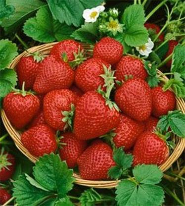 ActrovaX Very Sweet Strawberry Plants [100 Seeds] Seed