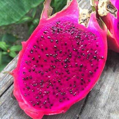 ibains Dragon fruit c seeds pack of 9 Seed