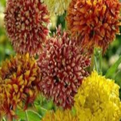 AA ENTERPRISES Gaillardia seeds, Summer season seeds, Flower seeds, Plant seeds, Home kichen seeds Seed
