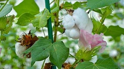 BDSresolve New kapas cotton seeds/kapas cotton seeds 47 Seed
