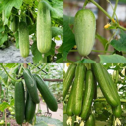 ibains Desi cucumber seeds Kakari sosa seeds pack of 84 Seed