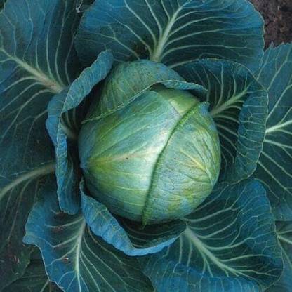 KNESSiN Cabbage Stonehead Seed