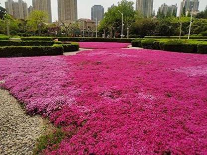 CYBEXIS VVI-55 - Red Creeping Thyme - (150 Seeds) Seed