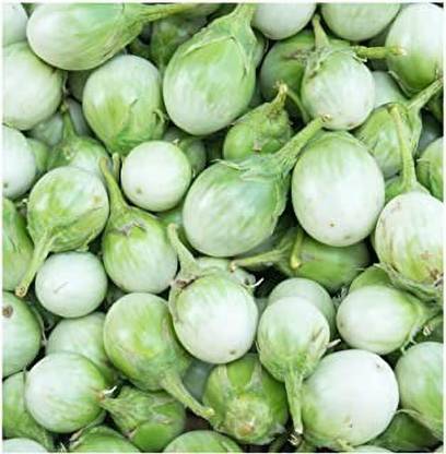 MAA Brinjal Green round, Brinjal, Eggplant Seed