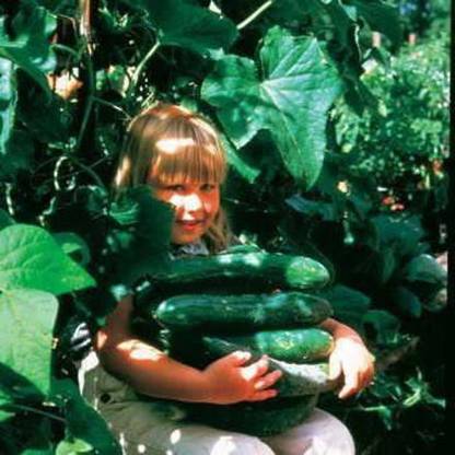 VibeX NDIR-68 - Sweet Success Hybrid Cucumber - (450 Seeds) Seed