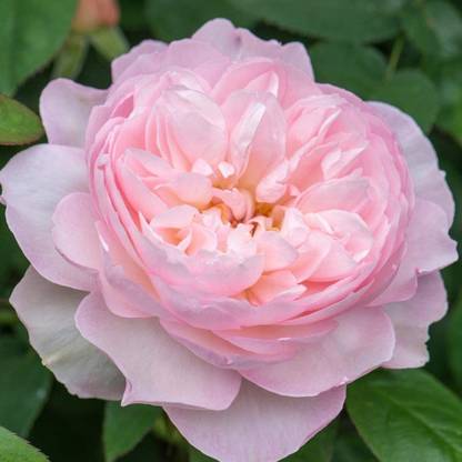 VibeX XLL-18 - English Rose - (900 Seeds) Seed