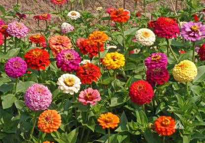 VibeX XLR-40 - Zinnia Flower - (30 Seeds) Seed