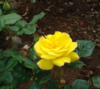VibeX Honey Perfume Yellow Rose Flower Seed