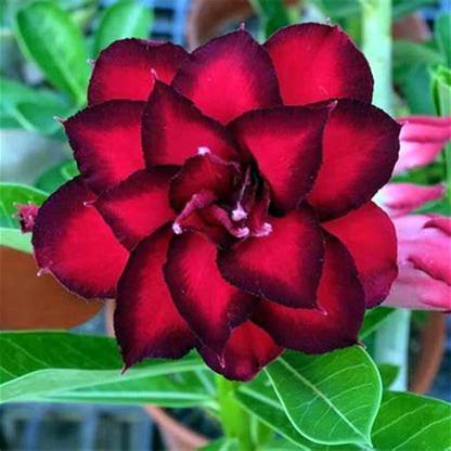 VibeX ® VMR-551 Desert Roses Rare Arabicum "CRYSTAL-PALACE" Seed