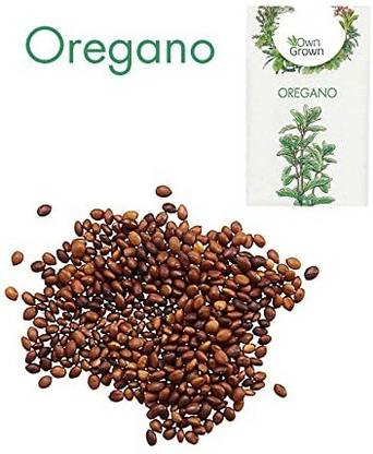 CYBEXIS Oregano Hybrid Herb Seed700 Seeds Seed
