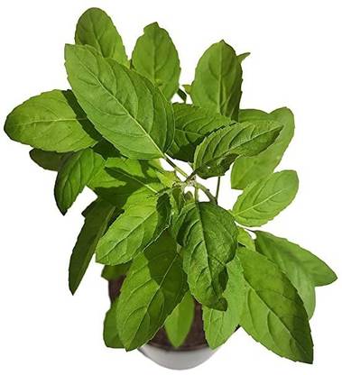 MAA Holy Basil, Tulsi, Tulasi Seed