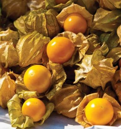 QALANDAR Cape Gooseberry Seeds, Fruit Seed