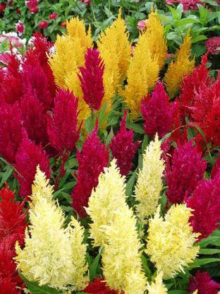 ZIXA Celosia Century Mixed Seed