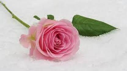 greenfarm XCIP- Rose Flower Seeds / Fragrant rose Seeds , Imported 70 X seeds DC27 Seed