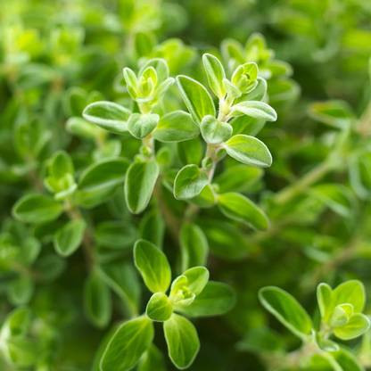 VibeX TLX-7 - Ornamental Oregano Kirigami Flower - (150 Seeds) Seed