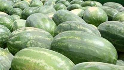 CYBEXIS KGF -3 - Congo (Supersweet) Watermelon - (150 Seeds) Seed