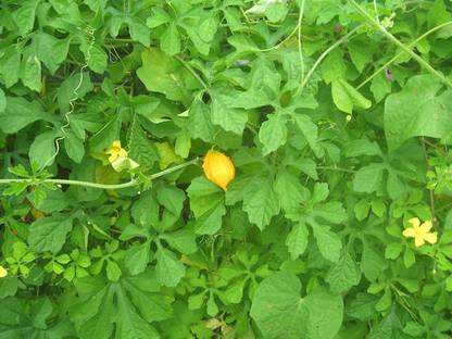 CYBEXIS VXI-2 - Wild Bitter Melon / Momordica Charantia - (100 Seeds) Seed