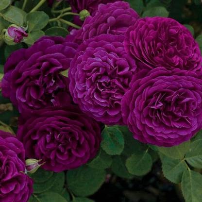 CYBEXIS ATS-16 - Purple Rose - (300 Seeds) Seed
