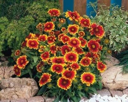 BSARKAR Colorful hybrid gladia flowers seed Seed