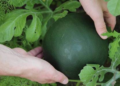 VibeX VXI-53 - Watermelon Black Beauty Early Rare Giant - (450 Seeds) Seed