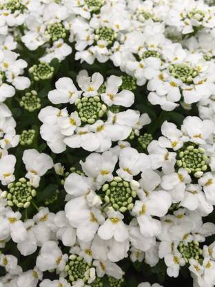 CEZIUS Iberis 'Snowsurfer Forte' Seed