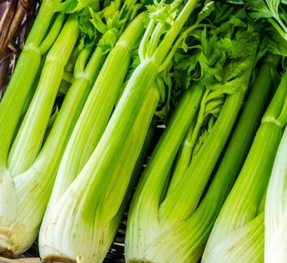 ENTENT Jemna leaf celery Seed