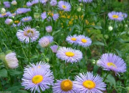 VibeX XLL-18 - Daisy - Flowers - (180 Seeds) Seed