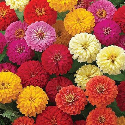 VibeX LX-81 - Zinnia Double Multi - (90 Seeds) Seed