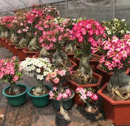VibeX ® VLR-501 Desert Rose Mixed Colours Seed