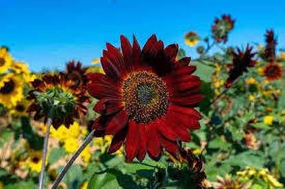 Clint RED SULFLOWER Seed (40 per packet) Seed