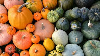 CYBEXIS Pumpkin Seed