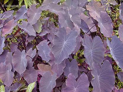 SREE taro root, kachu root Seed