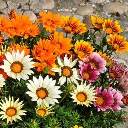 CYBEXIS Gazania Sunshine Mix Seeds - Gazania rigens - Seed