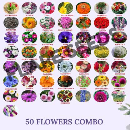 FLARE SEEDS 50 Varieties of Flower Seeds Combo For Your Garden Seed