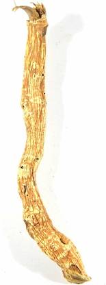 Urancia Swayambhu Swetharka Ganapathi seeds Seed
