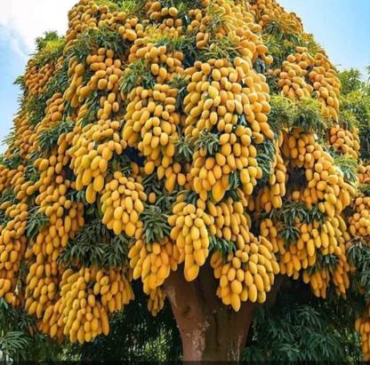 AAM Mango seed highest yield Verity very testy fruit 5pc seed Seed
