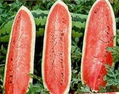 VibeX XLR-6 - Watermelon Jubilee - (150 Seeds) Seed