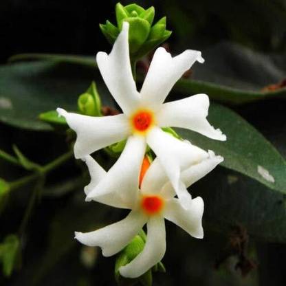 KNESSiN Harsinghar | Night-Flowering Jasmine | Parijat-{200 Seeds} Seed