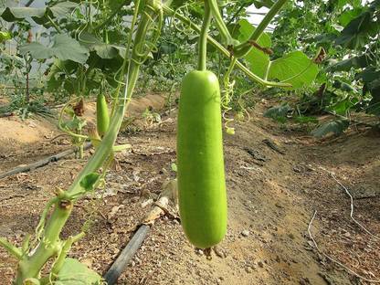 VibeX ® XLR-196 Bottle Gourd vegitable Seeds Seed